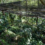 Paradise Mountain Thailand Shade Grown Coffee farm