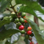 Paradise Mountain Coffee Beans on Plant