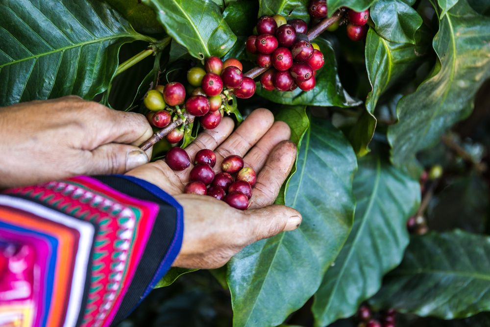 image of History of the Fair Trade Coffee Movement