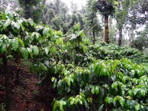 shade grown coffee plantation