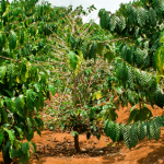 Shade Grown Organic Coffee Farm