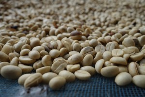 The Exotic Bean Organic Coffee Beans