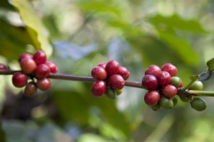 Paradise Mountain Shade Grown Coffee Bean Close Up