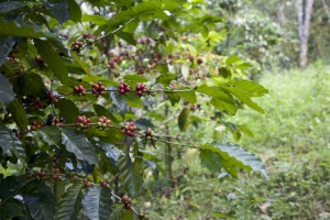 Paradise Mountain Thailand Shade Grown Coffee Bean Farm