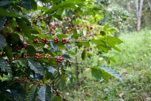 Paradise Mountain Thailand Shade Grown Coffee Beans
