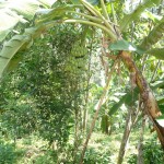 Chiang Mai Thailand Coffee Farms