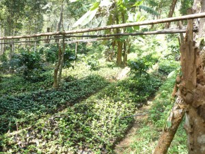 Chiang Mai Thailand Shade Grown Coffee Farm