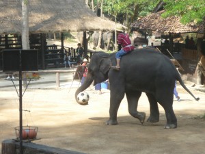 Chiang Mai Thailand Elephant with Soccer Ball