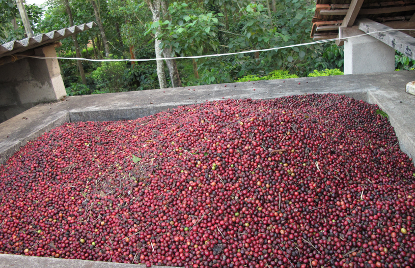 image of Karnataka coffee beans