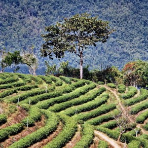 thailand coffee farming plantation