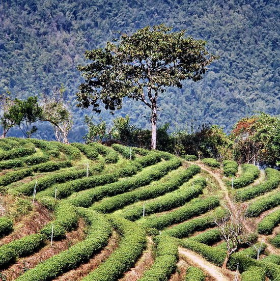 image of thailand coffee farming plantation
