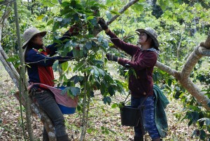 coffee harvest in laos