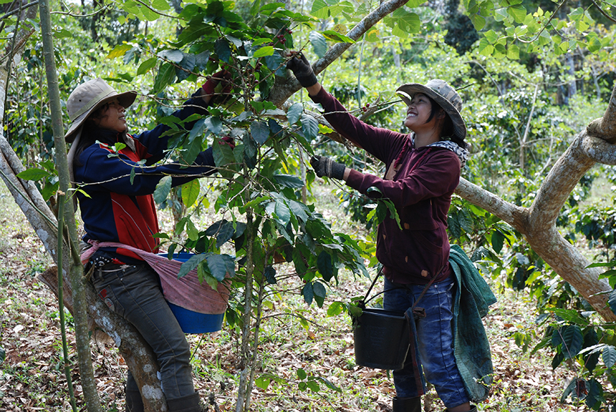 image of coffee harvest in laos