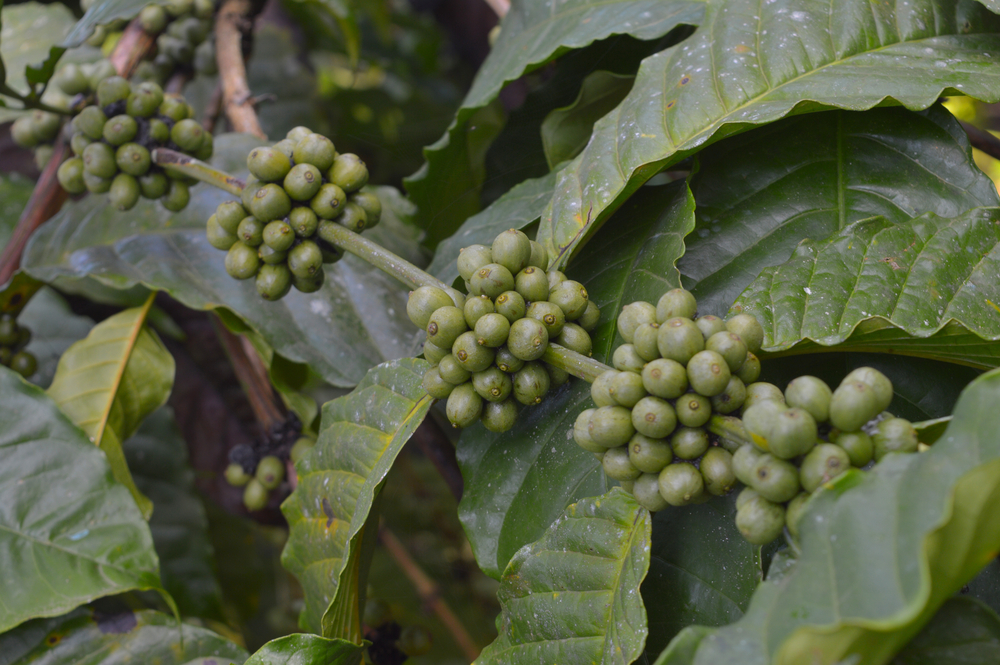 image of coffee in chiapas mexico