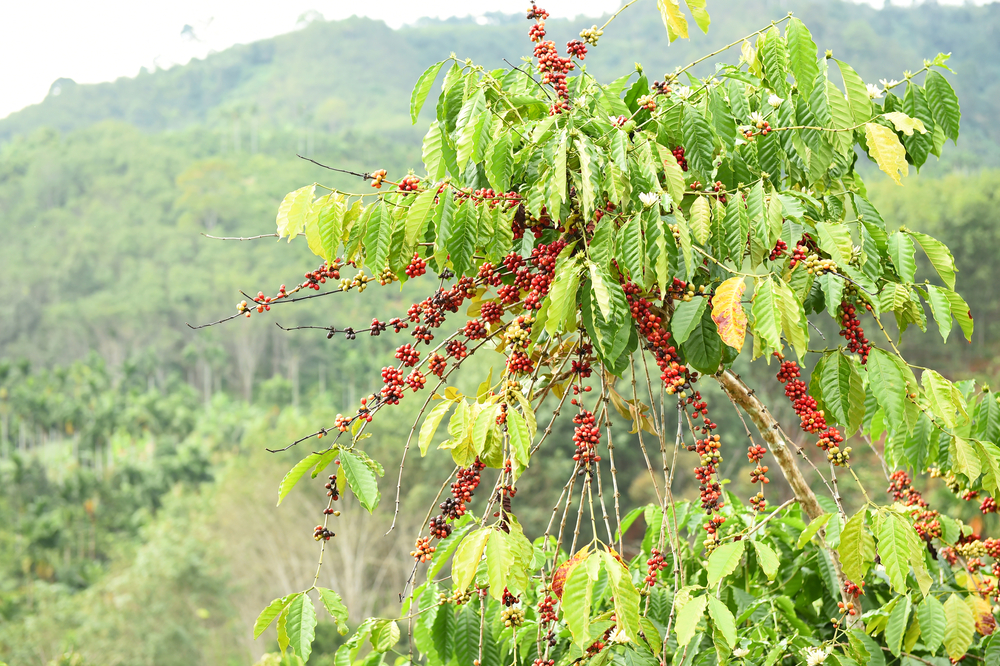 image of coffee vietnam 2016 economy