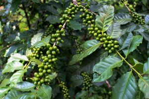 Vietnam Arabica Coffee Bean