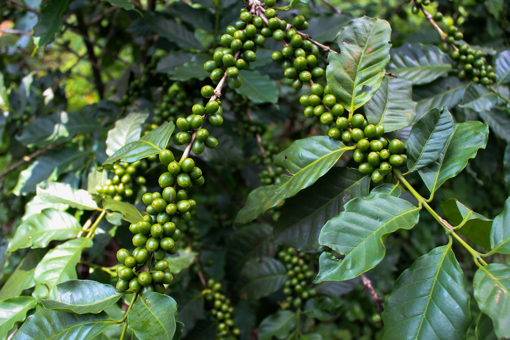 image of Vietnam Arabica Coffee Bean