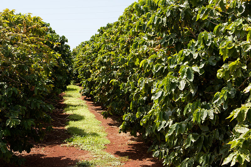 coffee farming and climate change