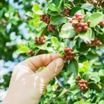 coffee farming and climate change