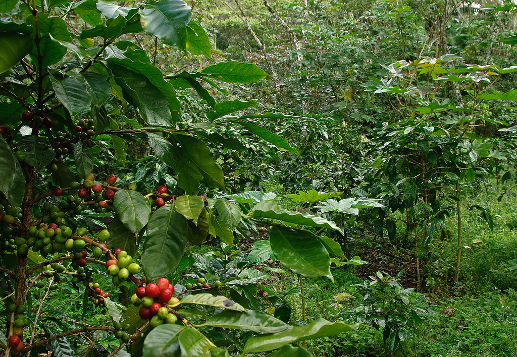 shade grown coffee