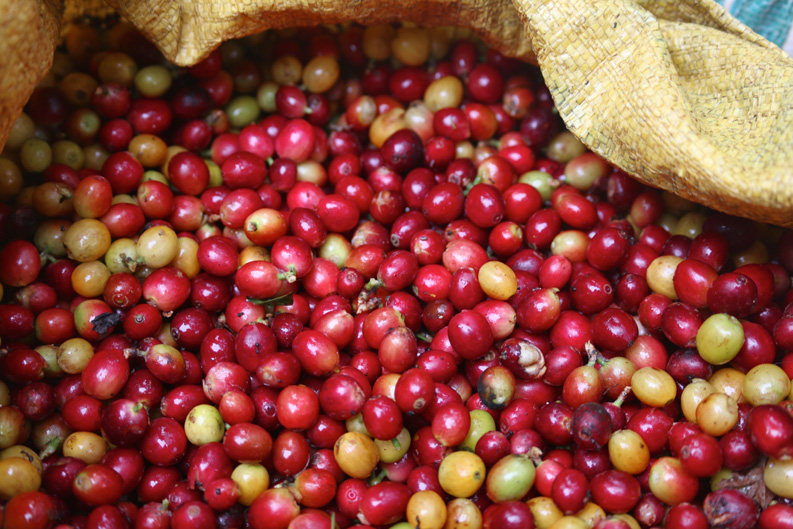 Thailand’s Coffee Exporting Culture