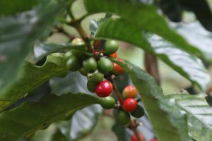 Thailand’s Coffee Exporting Culture