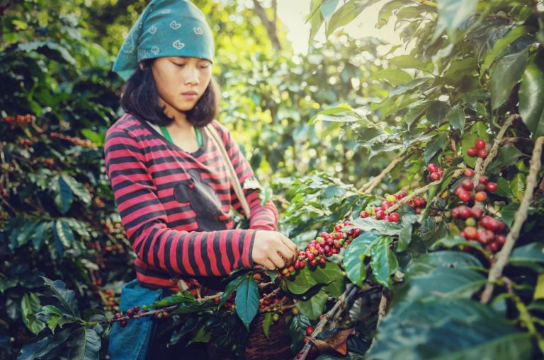 Sustainable and Ethical Practices in Thai Coffee Production