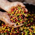 southeast asian coffee processing