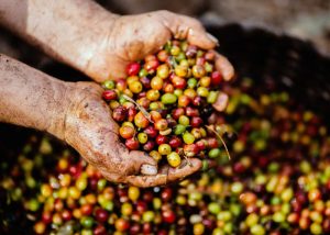 southeast asian coffee processing