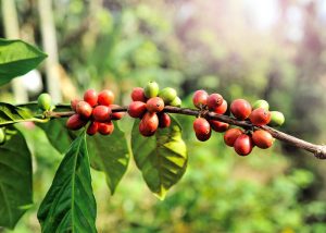 certified organic coffee beans